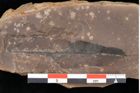 Foto (Detailsansicht) von Quercus palaeoilex Ettingshausen (NHMW-GEO-2024-0188-0792)